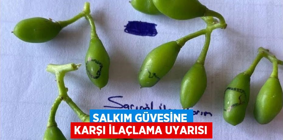 SALKIM GÜVESİNE KARŞI İLAÇLAMA UYARISI