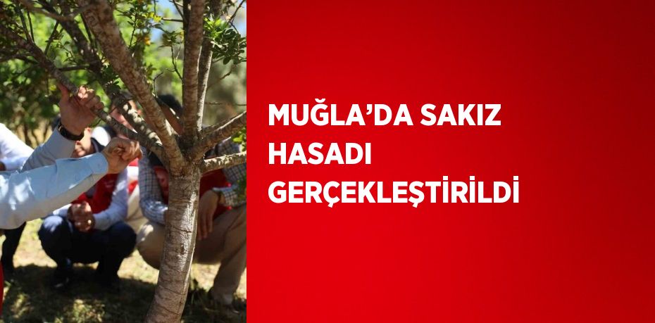 MUĞLA’DA SAKIZ HASADI GERÇEKLEŞTİRİLDİ