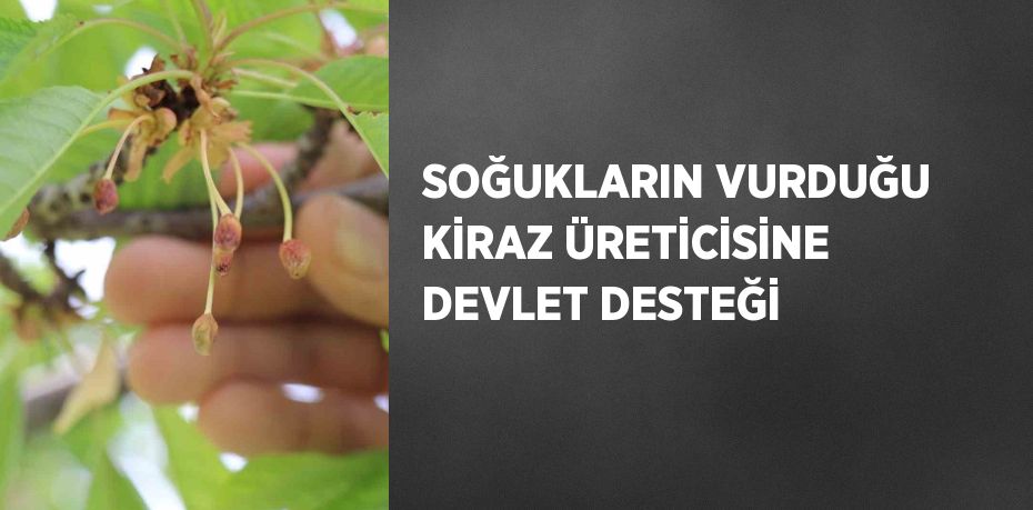 SOĞUKLARIN VURDUĞU KİRAZ ÜRETİCİSİNE DEVLET DESTEĞİ