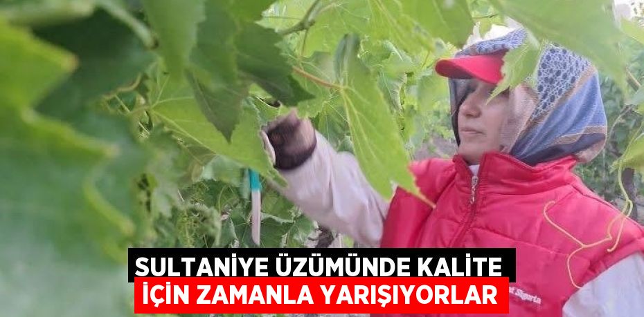 SULTANİYE ÜZÜMÜNDE KALİTE İÇİN ZAMANLA YARIŞIYORLAR