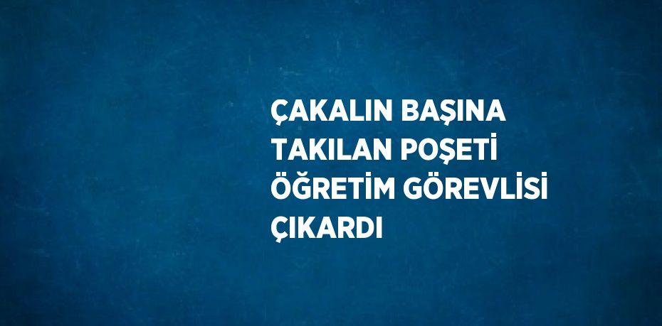 ÇAKALIN BAŞINA TAKILAN POŞETİ ÖĞRETİM GÖREVLİSİ ÇIKARDI