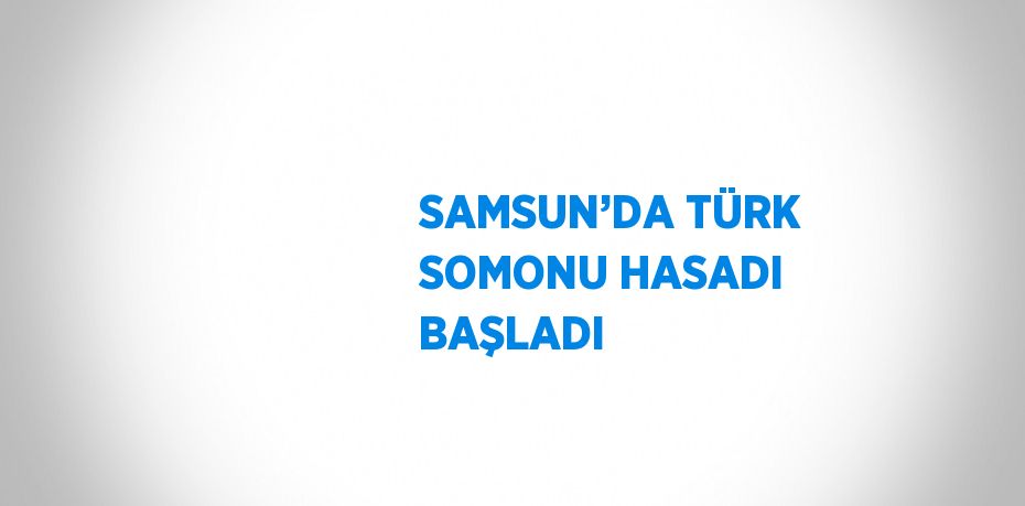 SAMSUN’DA TÜRK SOMONU HASADI BAŞLADI