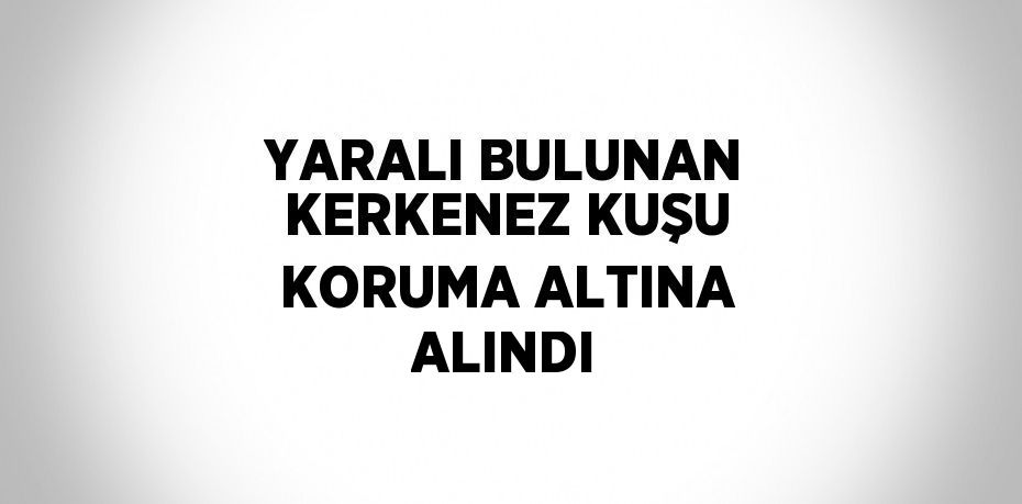 YARALI BULUNAN KERKENEZ KUŞU KORUMA ALTINA ALINDI