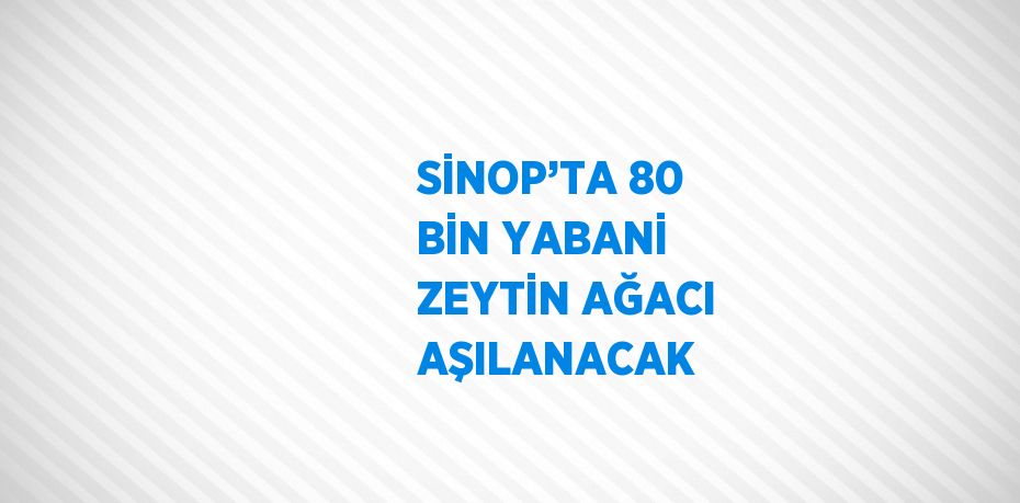 SİNOP’TA 80 BİN YABANİ ZEYTİN AĞACI AŞILANACAK