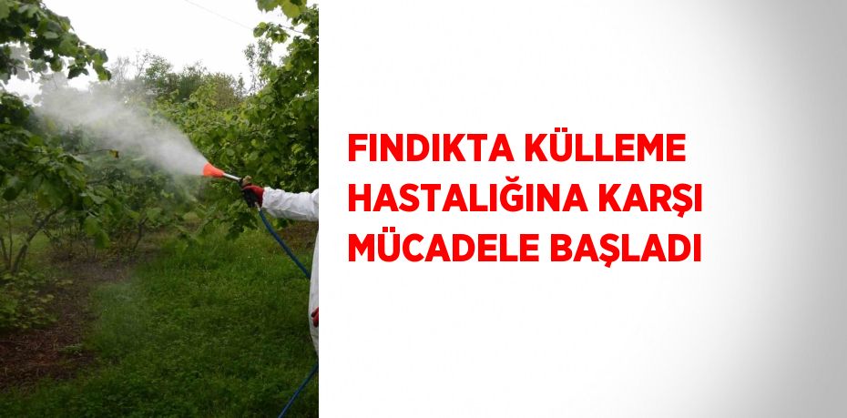 FINDIKTA KÜLLEME HASTALIĞINA KARŞI MÜCADELE BAŞLADI