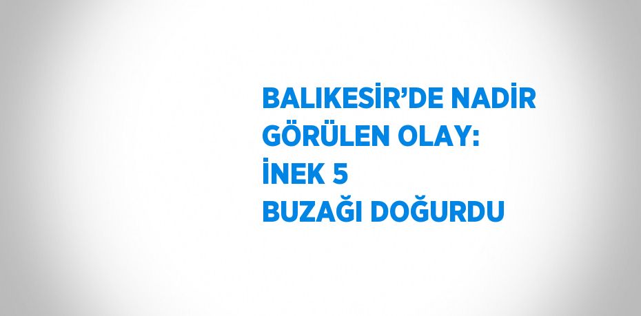 BALIKESİR’DE NADİR GÖRÜLEN OLAY: İNEK 5 BUZAĞI DOĞURDU