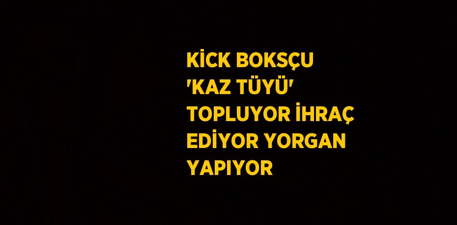 KİCK BOKSÇU 'KAZ TÜYÜ' TOPLUYOR İHRAÇ EDİYOR YORGAN YAPIYOR