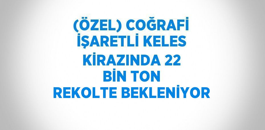 (ÖZEL) COĞRAFİ İŞARETLİ KELES KİRAZINDA 22 BİN TON REKOLTE BEKLENİYOR