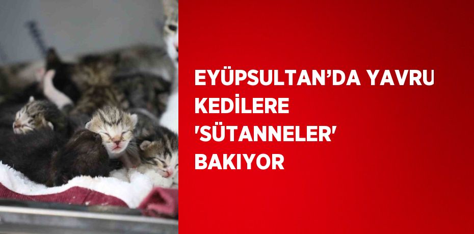 EYÜPSULTAN’DA YAVRU KEDİLERE 'SÜTANNELER' BAKIYOR