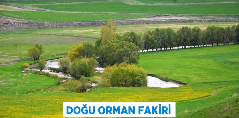 DOĞU ORMAN FAKİRİ