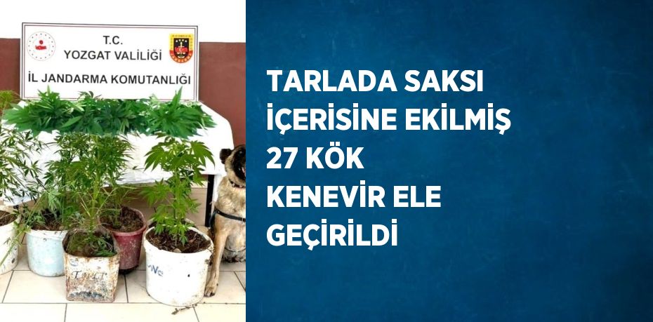 TARLADA SAKSI İÇERİSİNE EKİLMİŞ 27 KÖK KENEVİR ELE GEÇİRİLDİ