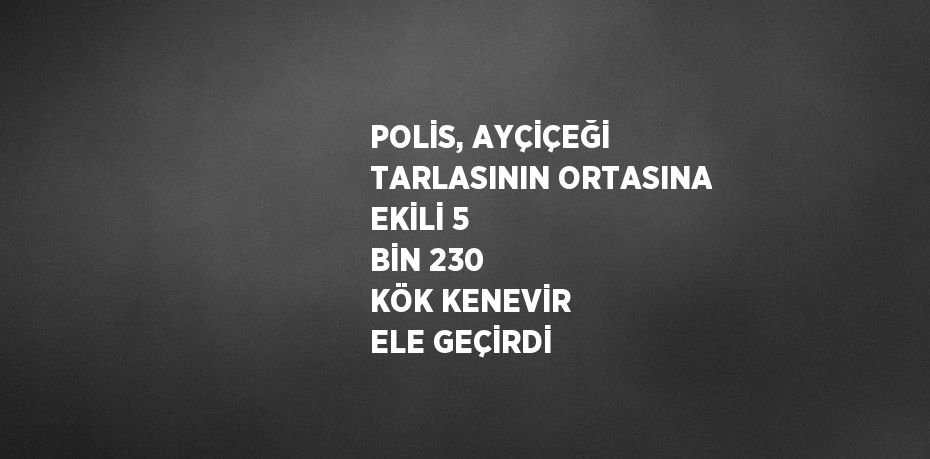 POLİS, AYÇİÇEĞİ TARLASININ ORTASINA EKİLİ 5 BİN 230 KÖK KENEVİR ELE GEÇİRDİ