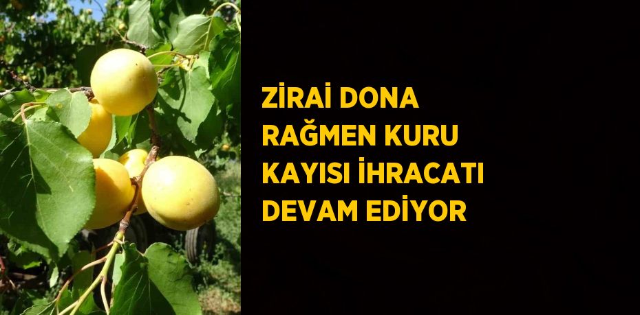ZİRAİ DONA RAĞMEN KURU KAYISI İHRACATI DEVAM EDİYOR