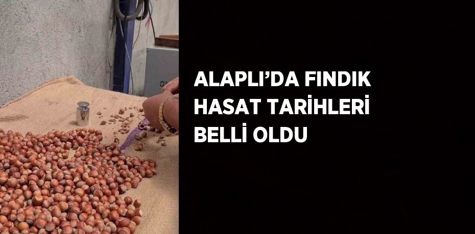 ALAPLI’DA FINDIK HASAT TARİHLERİ BELLİ OLDU