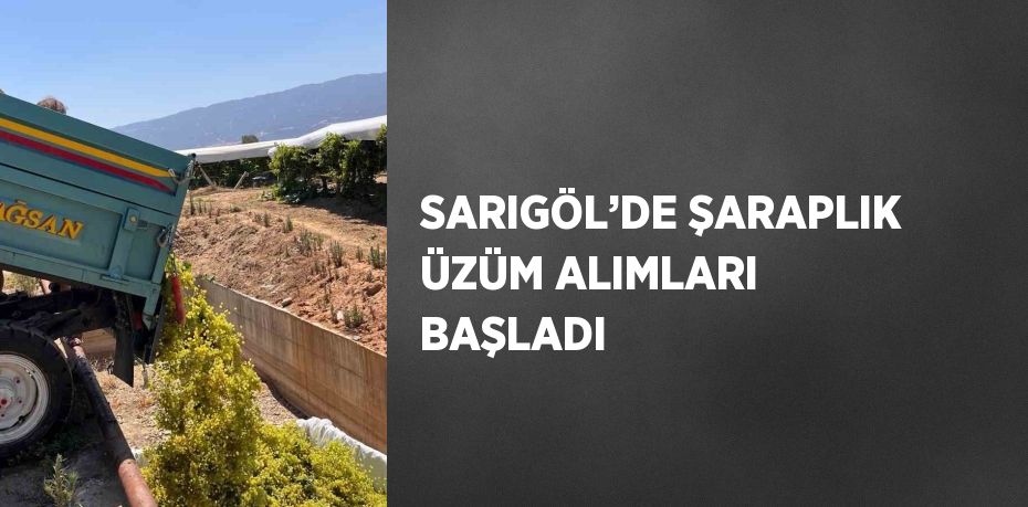 SARIGÖL’DE ŞARAPLIK ÜZÜM ALIMLARI BAŞLADI