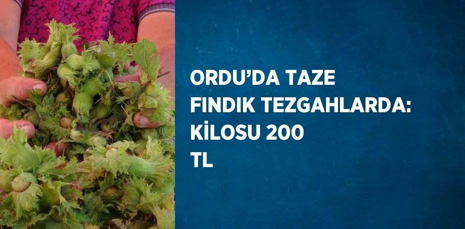 ORDU’DA TAZE FINDIK TEZGAHLARDA: KİLOSU 200 TL