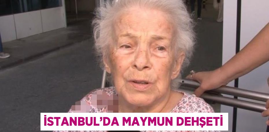 İSTANBUL’DA MAYMUN DEHŞETİ