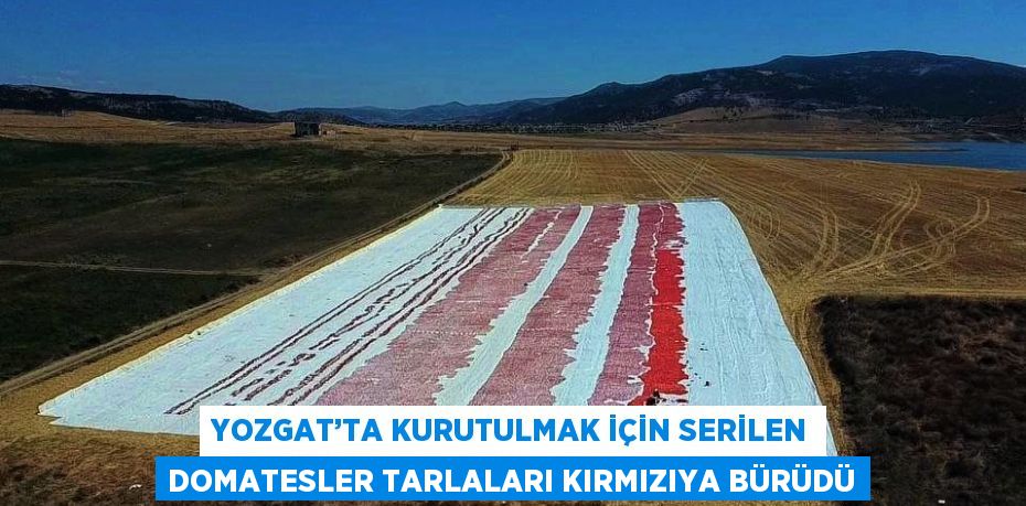 YOZGAT’TA KURUTULMAK İÇİN SERİLEN DOMATESLER TARLALARI KIRMIZIYA BÜRÜDÜ