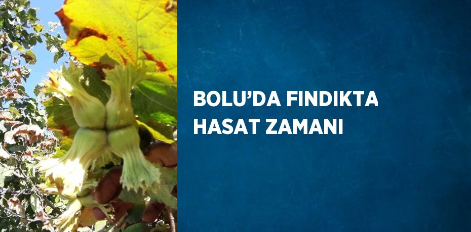 BOLU’DA FINDIKTA HASAT ZAMANI