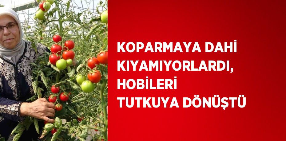 KOPARMAYA DAHİ KIYAMIYORLARDI, HOBİLERİ TUTKUYA DÖNÜŞTÜ