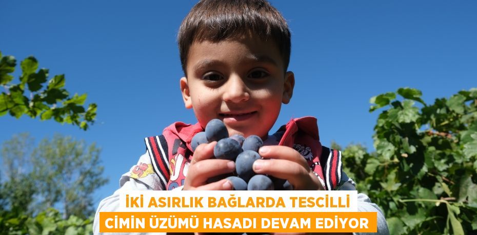 İki asırlık bağlarda tescilli Cimin üzümü hasadı devam ediyor