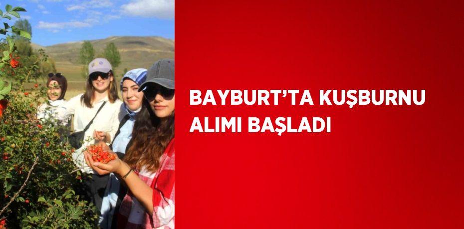 BAYBURT’TA KUŞBURNU ALIMI BAŞLADI