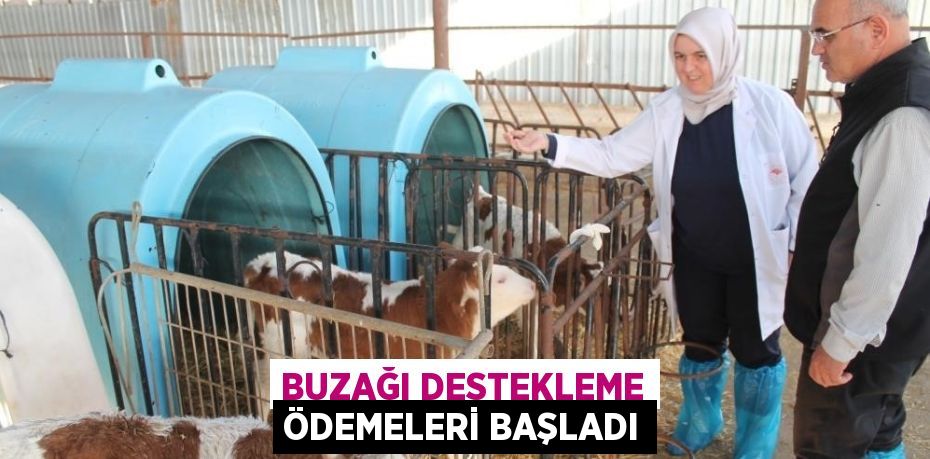 BUZAĞI DESTEKLEME ÖDEMELERİ BAŞLADI