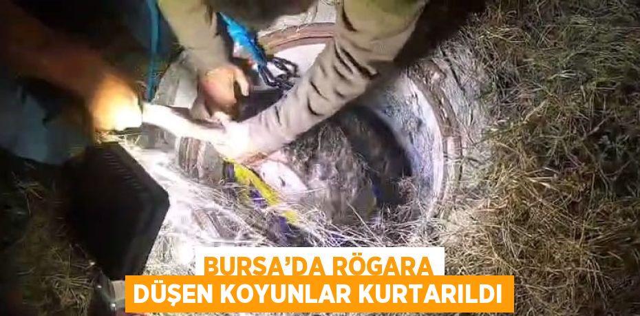 BURSA’DA RÖGARA DÜŞEN KOYUNLAR KURTARILDI