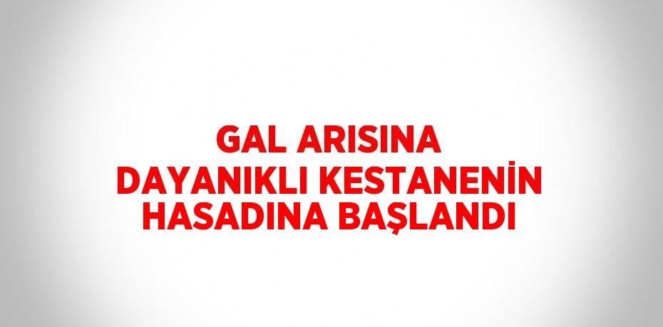 GAL ARISINA DAYANIKLI KESTANENİN HASADINA BAŞLANDI