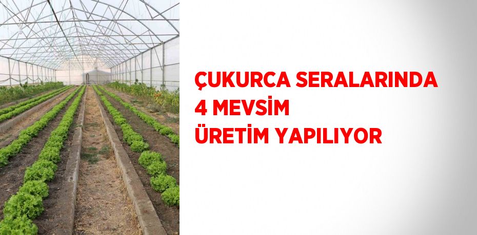 ÇUKURCA SERALARINDA 4 MEVSİM ÜRETİM YAPILIYOR