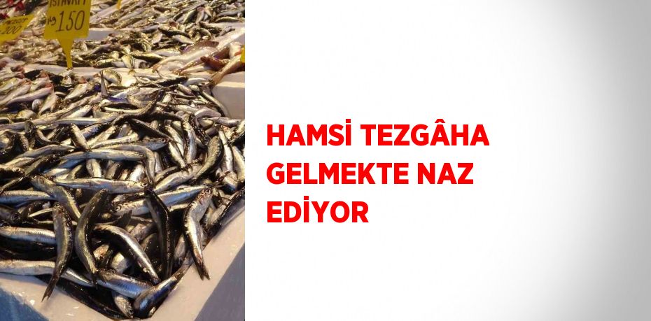 HAMSİ TEZGÂHA GELMEKTE NAZ EDİYOR