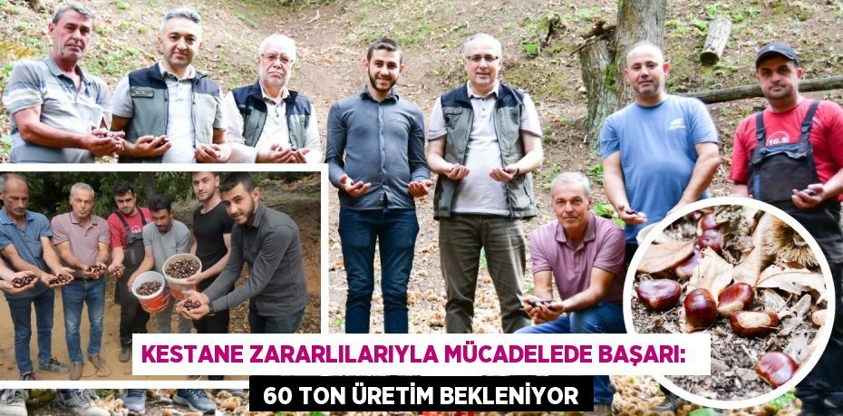 KESTANE ZARARLILARIYLA MÜCADELEDE BAŞARI:    60 TON ÜRETİM BEKLENİYOR