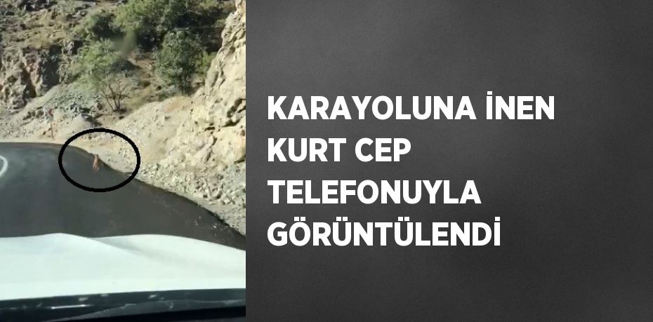 KARAYOLUNA İNEN KURT CEP TELEFONUYLA GÖRÜNTÜLENDİ