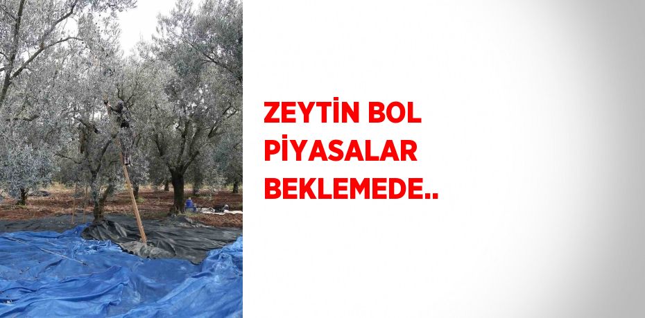 ZEYTİN BOL PİYASALAR BEKLEMEDE..