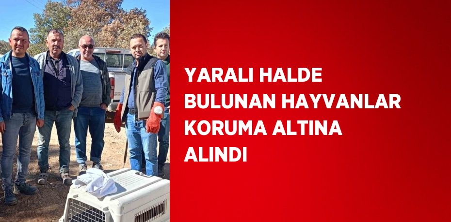 YARALI HALDE BULUNAN HAYVANLAR KORUMA ALTINA ALINDI