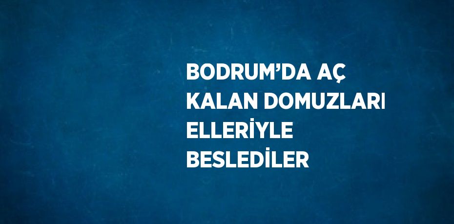 BODRUM’DA AÇ KALAN DOMUZLARI ELLERİYLE BESLEDİLER