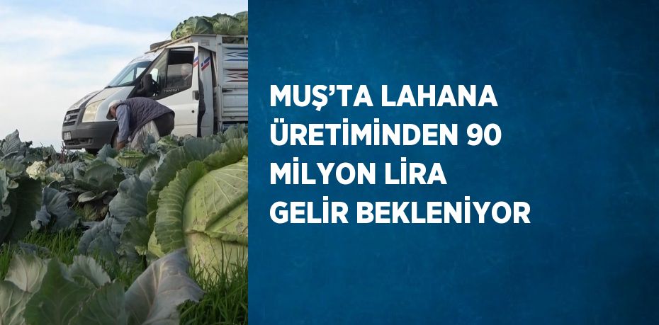 MUŞ’TA LAHANA ÜRETİMİNDEN 90 MİLYON LİRA GELİR BEKLENİYOR