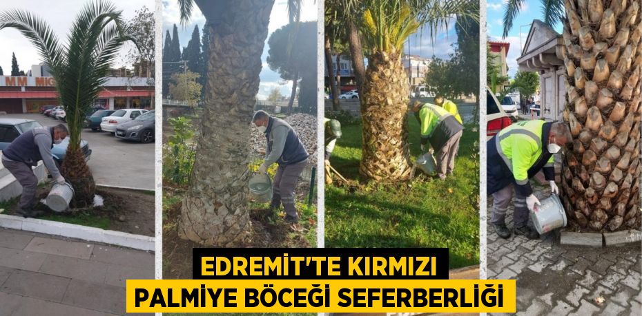 EDREMİT’TE KIRMIZI PALMİYE BÖCEĞİ SEFERBERLİĞİ