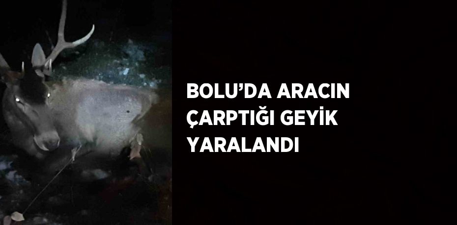 BOLU’DA ARACIN ÇARPTIĞI GEYİK YARALANDI