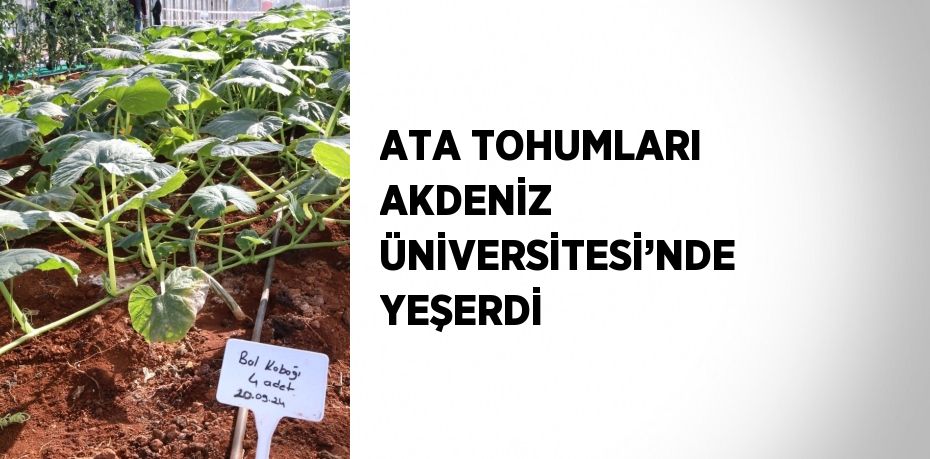 ATA TOHUMLARI AKDENİZ ÜNİVERSİTESİ’NDE YEŞERDİ