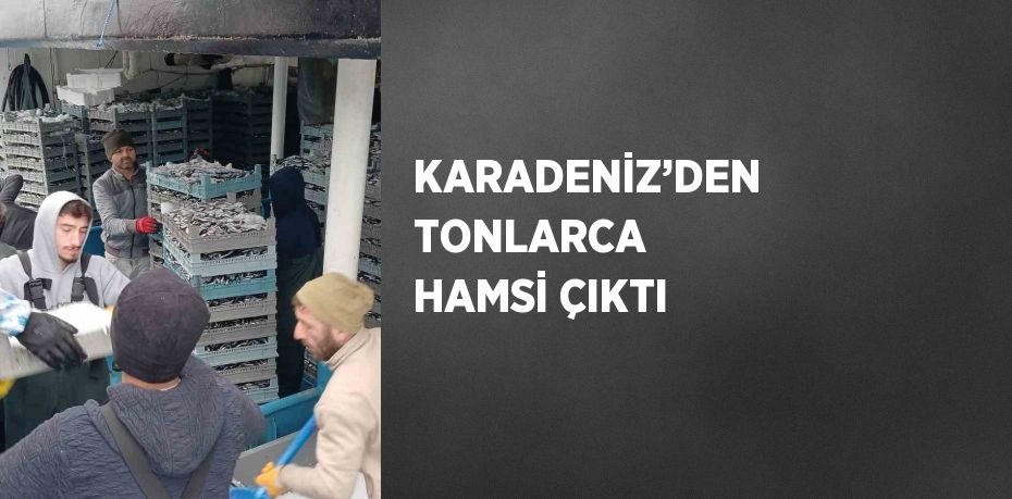 KARADENİZ’DEN TONLARCA HAMSİ ÇIKTI