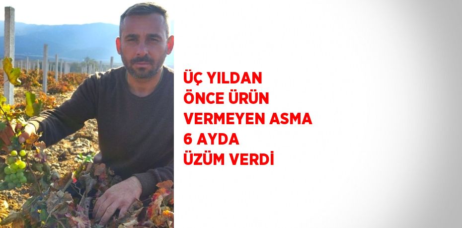 ÜÇ YILDAN ÖNCE ÜRÜN VERMEYEN ASMA 6 AYDA ÜZÜM VERDİ