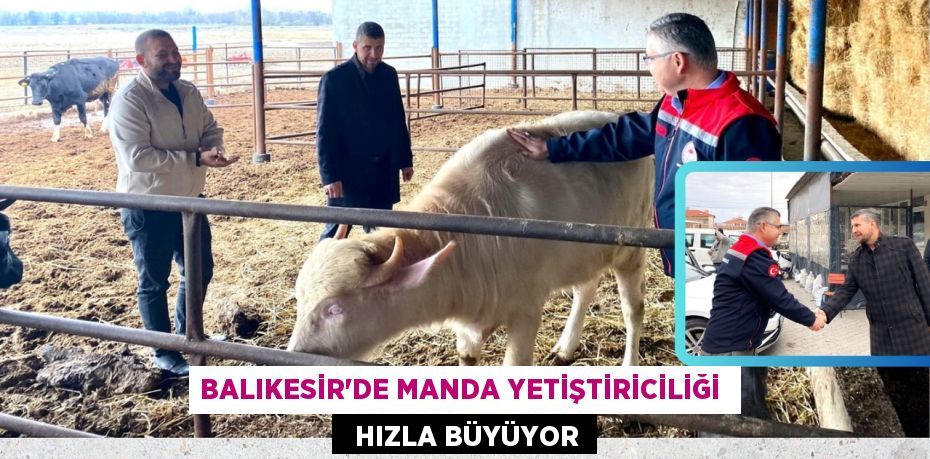 BALIKESİR’DE MANDA YETİŞTİRİCİLİĞİ    HIZLA BÜYÜYOR