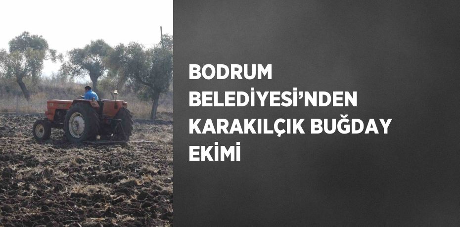 BODRUM BELEDİYESİ’NDEN KARAKILÇIK BUĞDAY EKİMİ