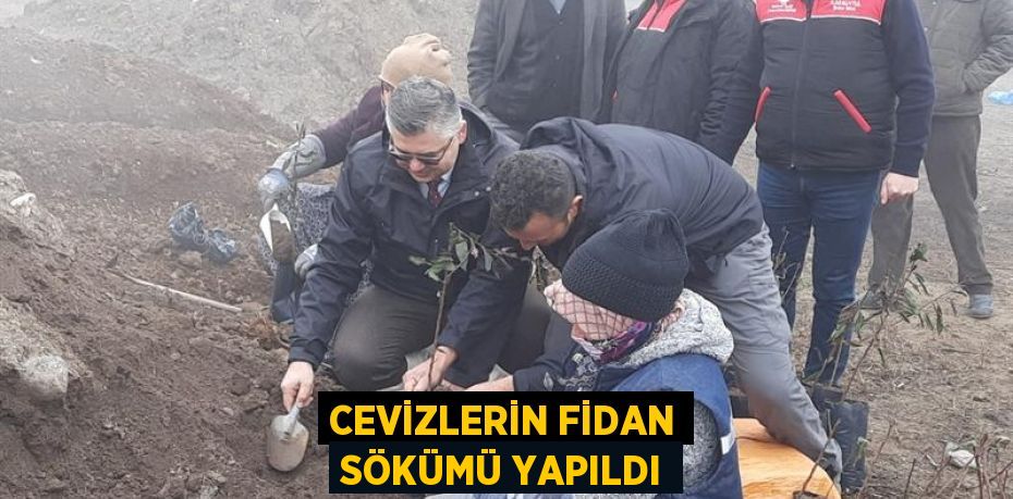 CEVİZLERİN FİDAN SÖKÜMÜ YAPILDI