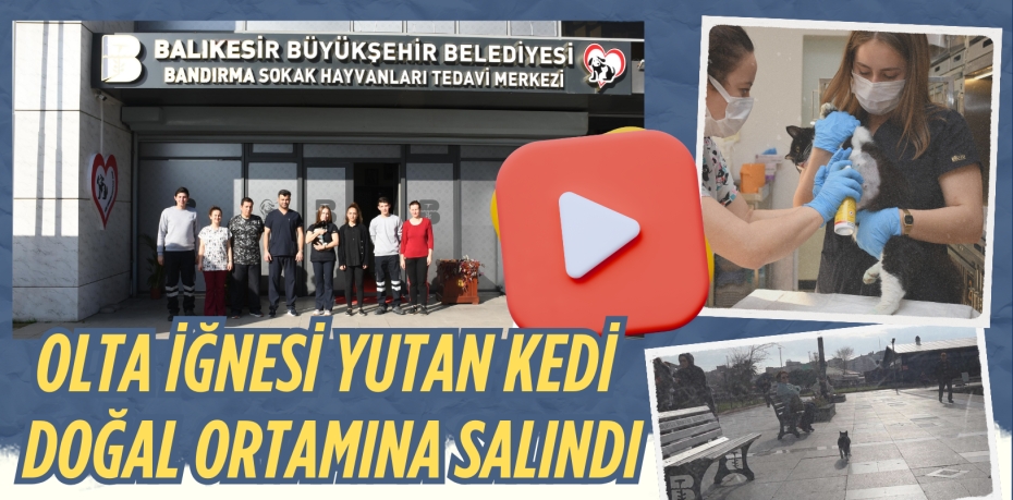 OLTA İĞNESİ YUTAN KEDİ  DOĞAL ORTAMINA SALINDI