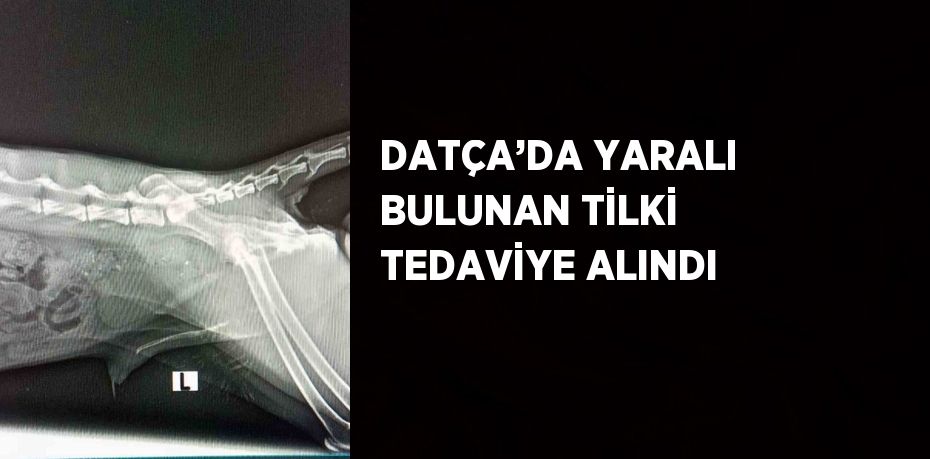 DATÇA’DA YARALI BULUNAN TİLKİ TEDAVİYE ALINDI