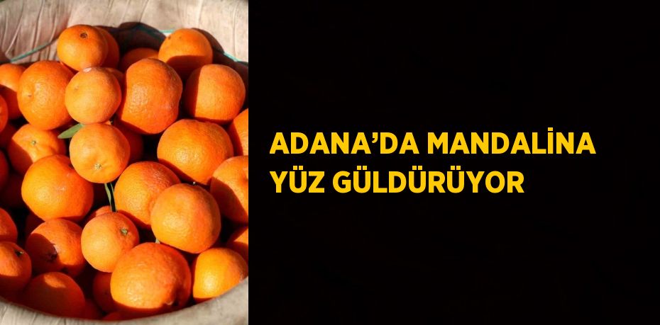 ADANA’DA MANDALİNA YÜZ GÜLDÜRÜYOR