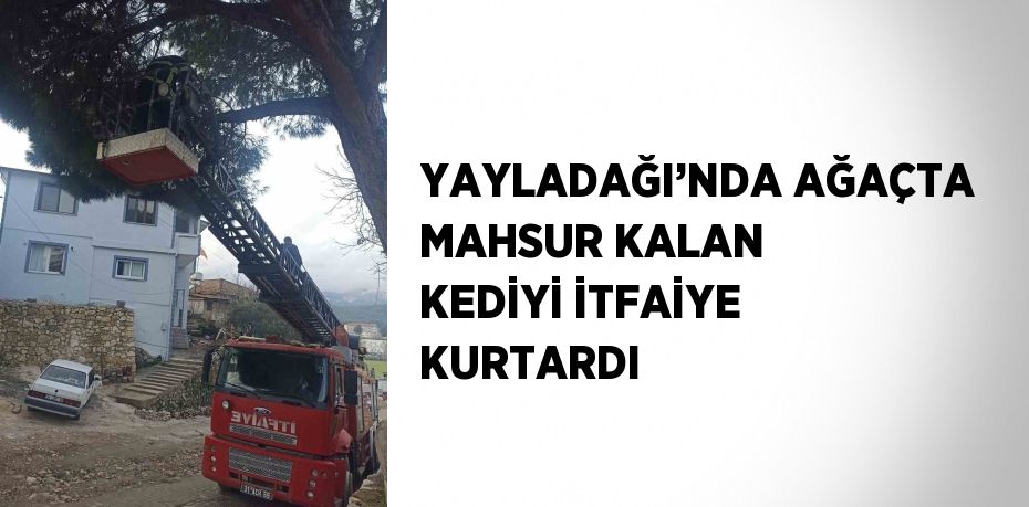 YAYLADAĞI’NDA AĞAÇTA MAHSUR KALAN KEDİYİ İTFAİYE KURTARDI