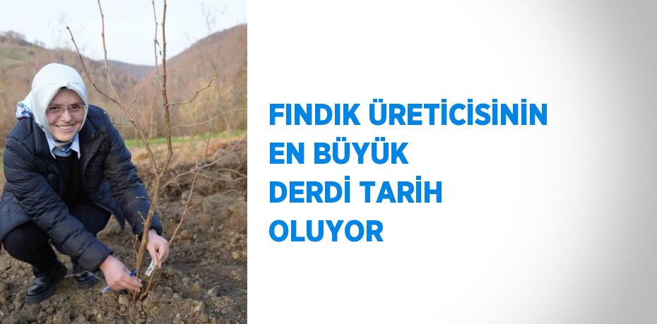 FINDIK ÜRETİCİSİNİN EN BÜYÜK DERDİ TARİH OLUYOR